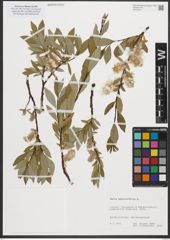 Foto von Salix phylicifolia L.